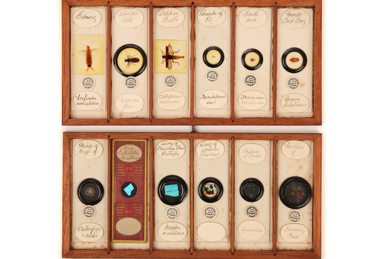 A Very Fine Collection of 84 Insect Microscope Slides by Watson, - Image 7 of 9