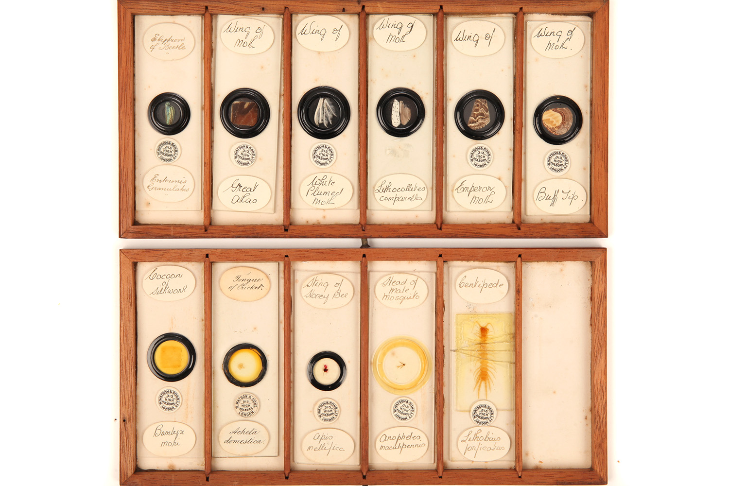 A Very Fine Collection of 84 Insect Microscope Slides by Watson, - Image 8 of 9