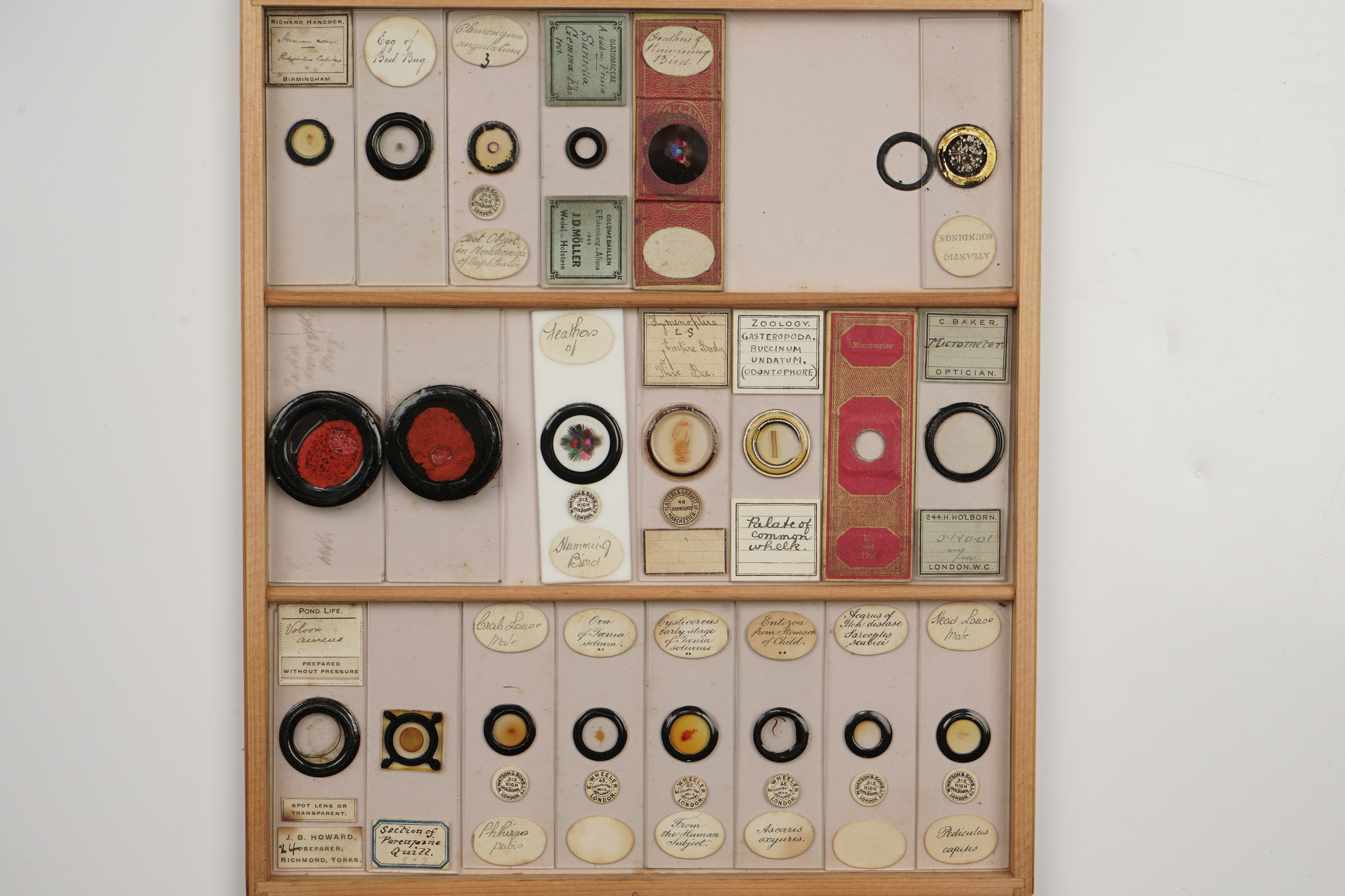 A Large Polished Pine Cabinet of Microscope Slides, - Image 13 of 19