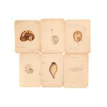 A Collection of 12 Hand Painted Victorian Microscopical Studies,