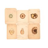 A Collection of 12 Hand Painted Victorian Microscopical Studies,