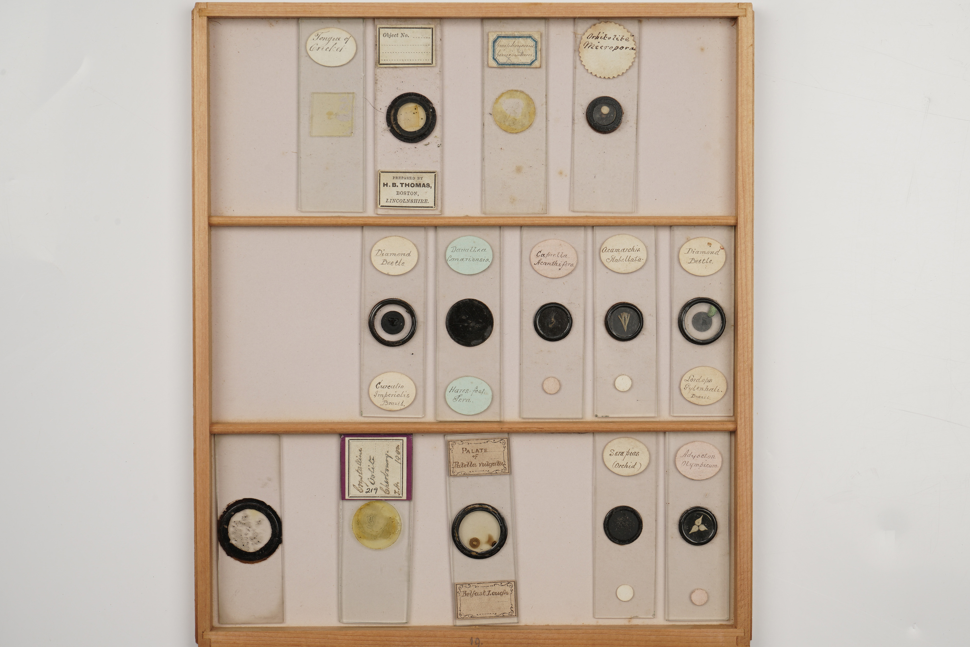 A Large Polished Pine Cabinet of Microscope Slides, - Image 4 of 19