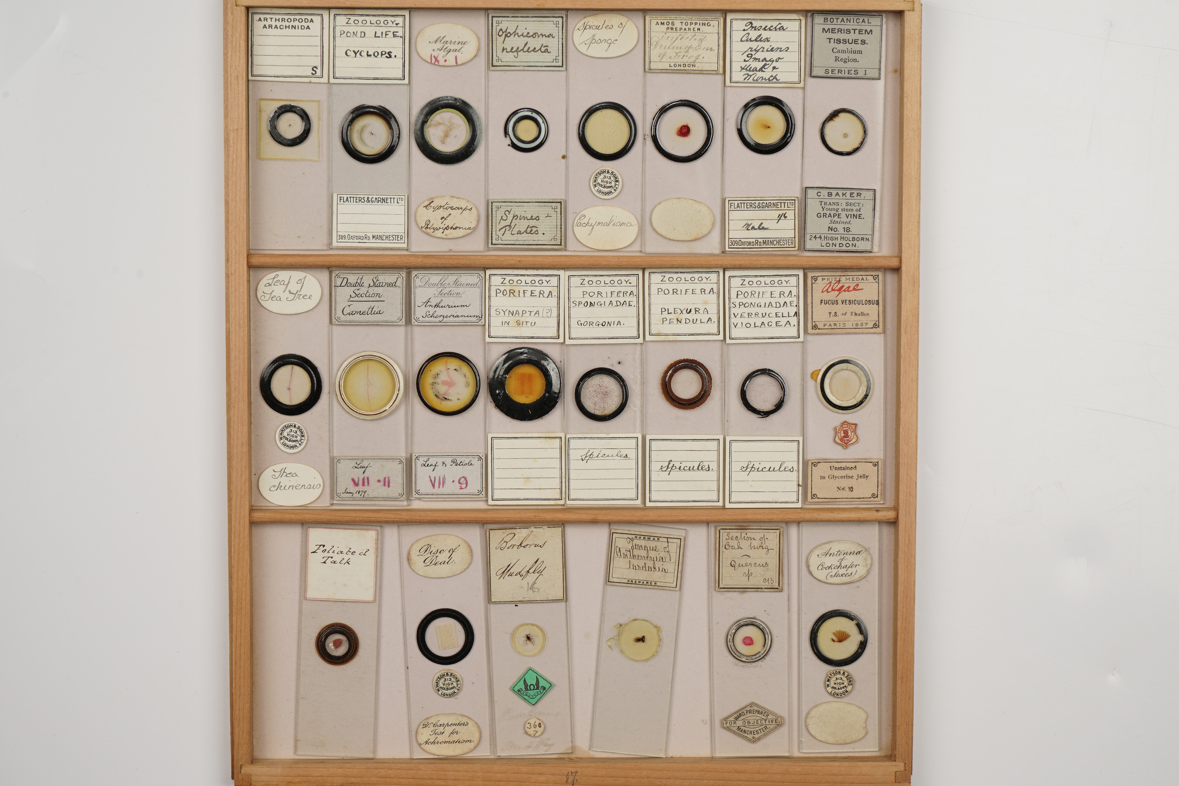 A Large Polished Pine Cabinet of Microscope Slides, - Image 5 of 19