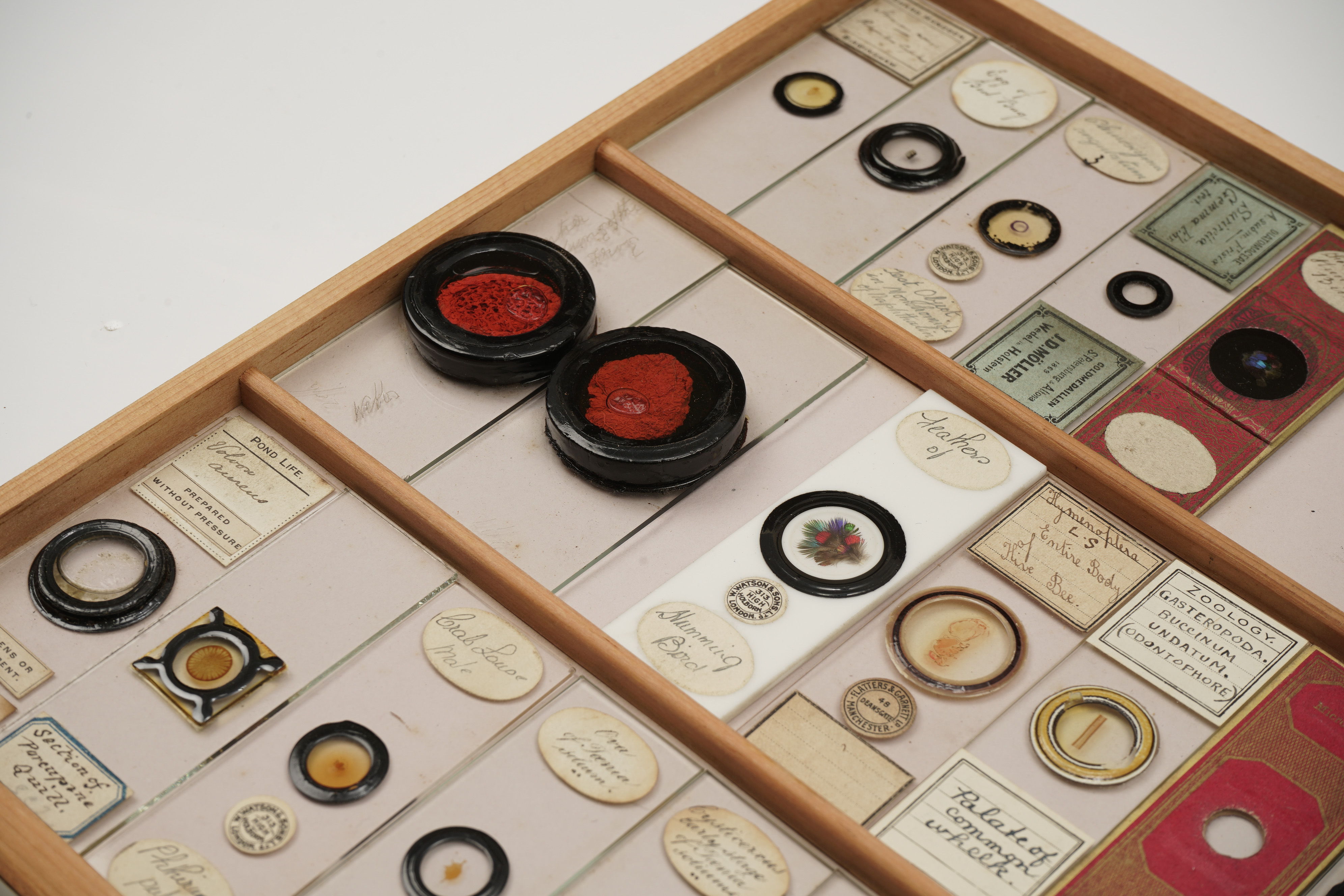 A Large Polished Pine Cabinet of Microscope Slides, - Image 14 of 19