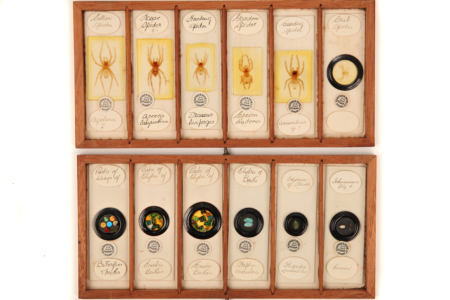 A Very Fine Collection of 84 Insect Microscope Slides by Watson, - Image 3 of 9