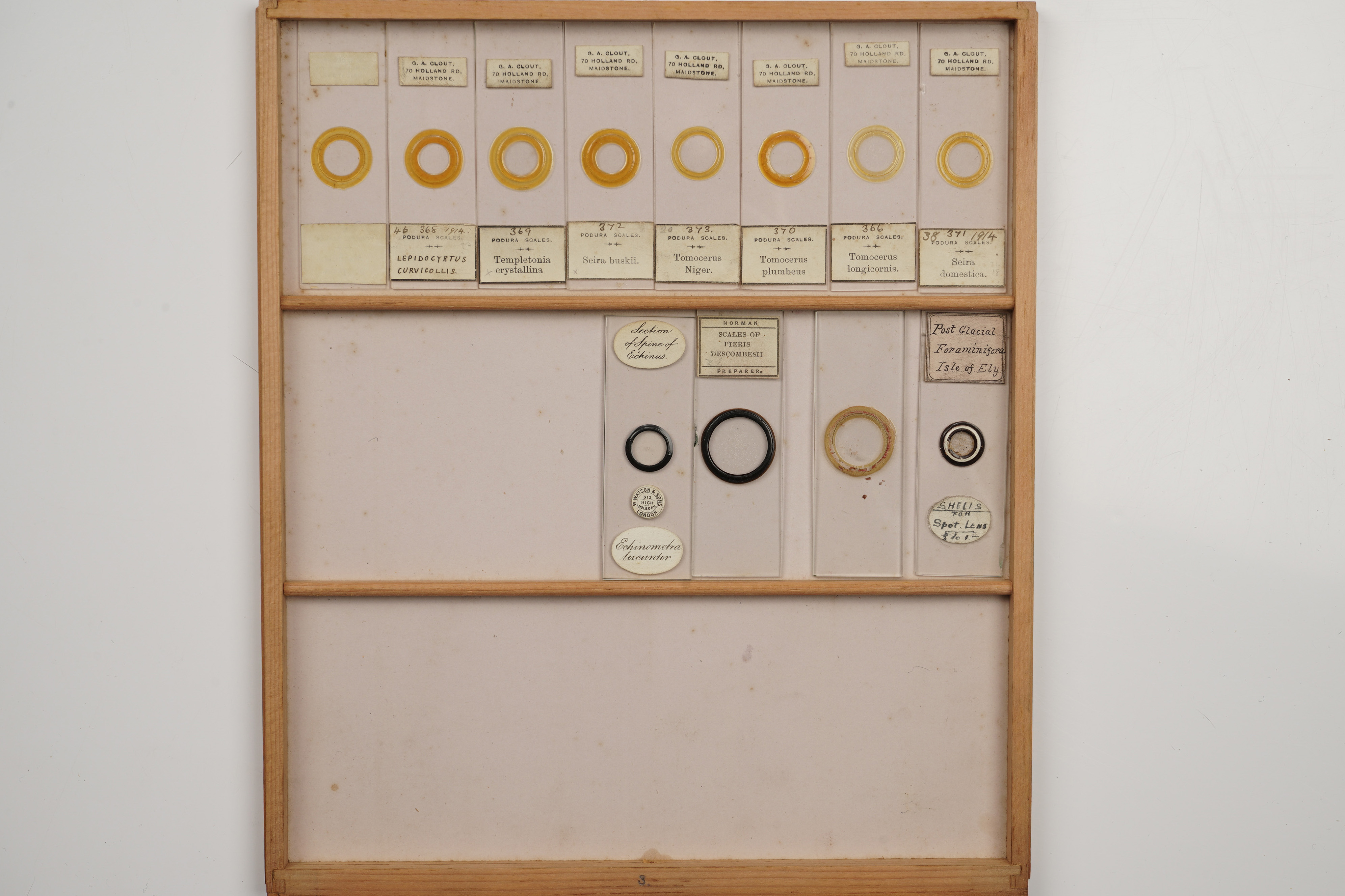 A Large Polished Pine Cabinet of Microscope Slides, - Image 19 of 19