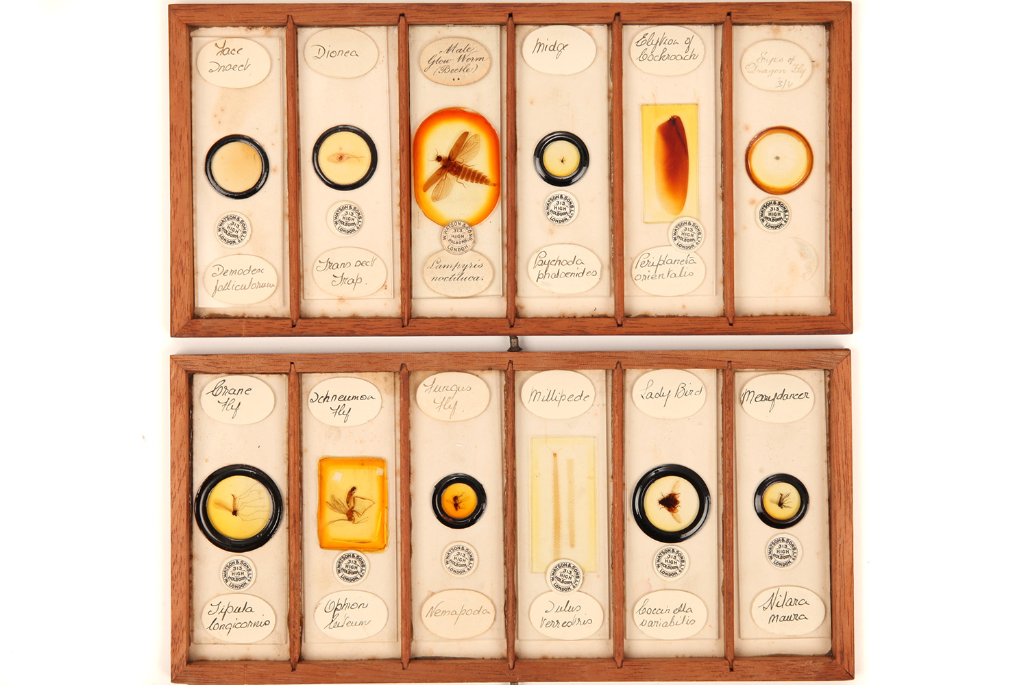 A Very Fine Collection of 84 Insect Microscope Slides by Watson, - Image 5 of 9