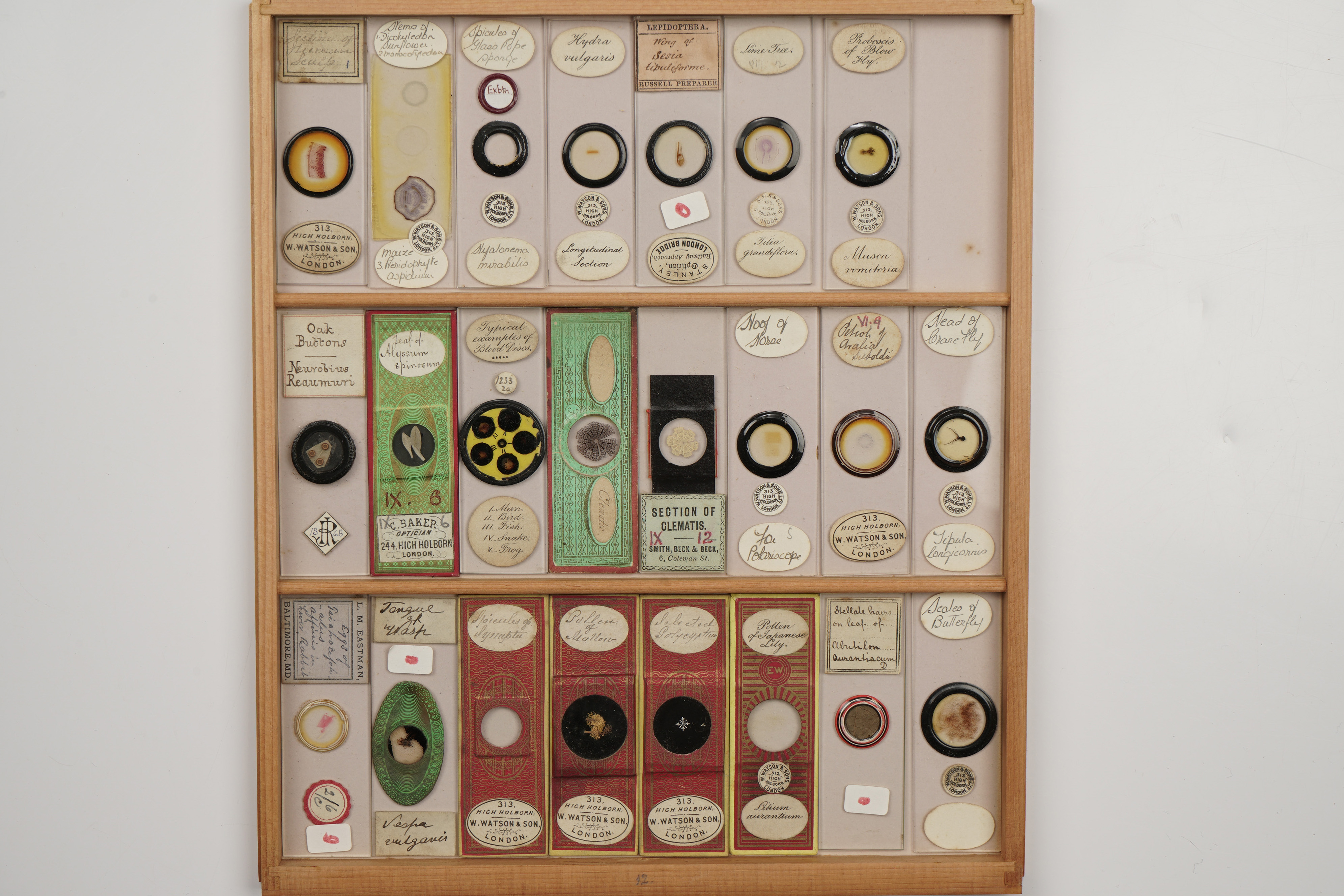 A Large Polished Pine Cabinet of Microscope Slides, - Image 10 of 19