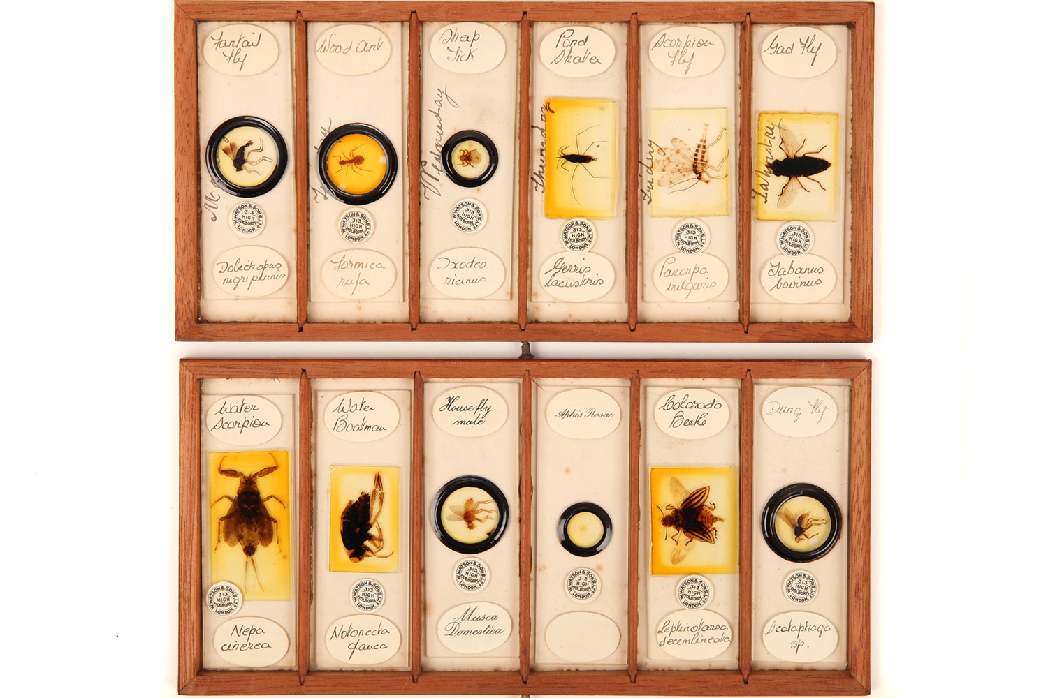 A Very Fine Collection of 84 Insect Microscope Slides by Watson, - Image 4 of 9