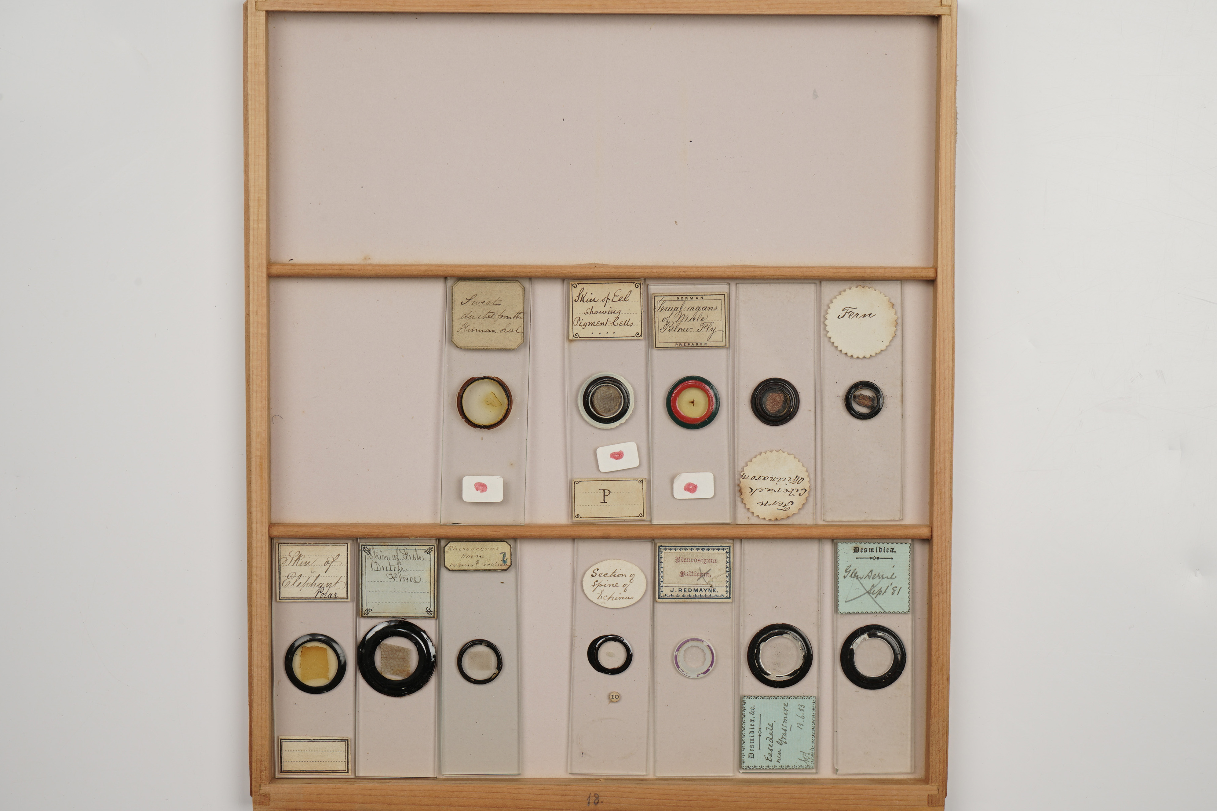 A Large Polished Pine Cabinet of Microscope Slides, - Image 7 of 19