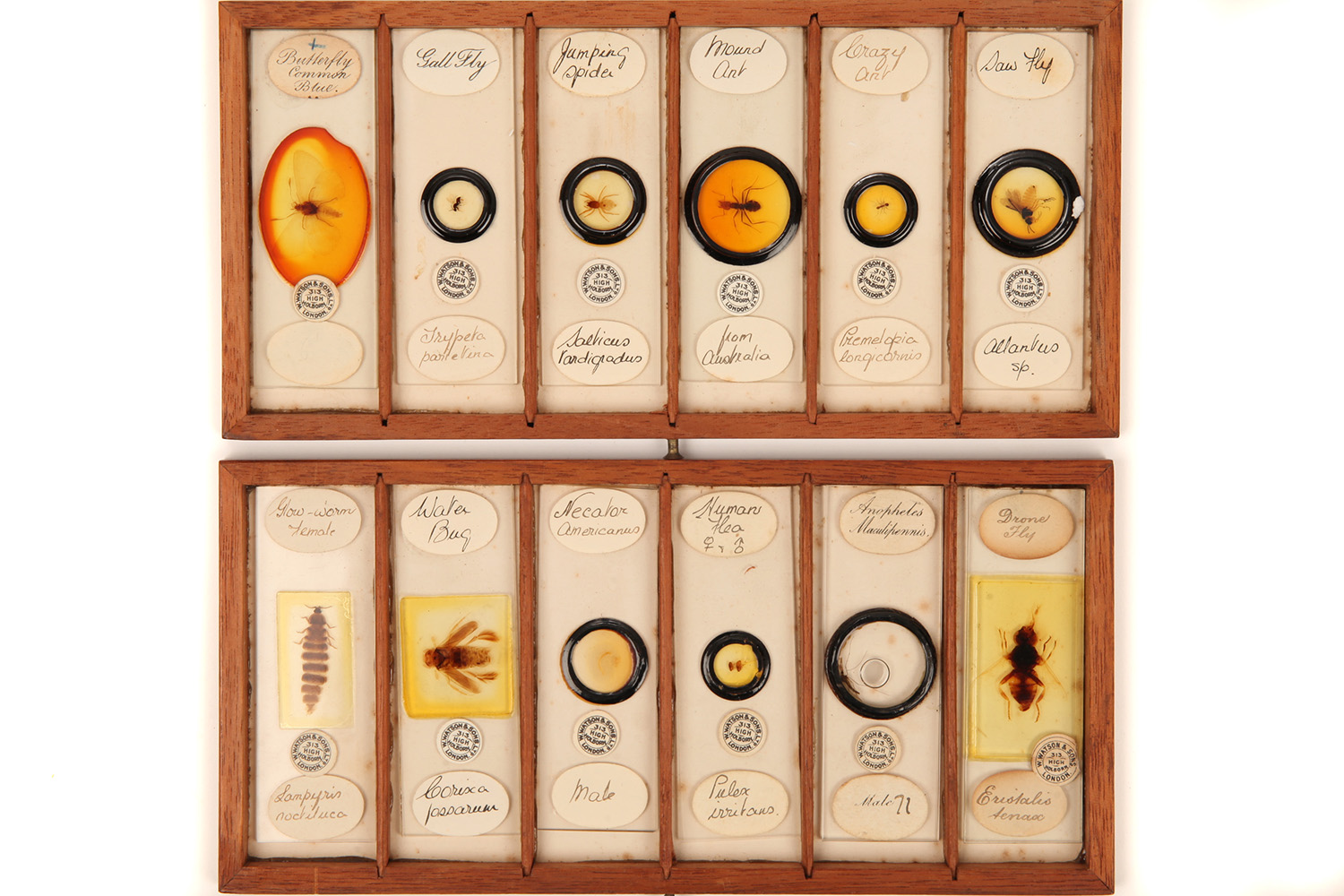 A Very Fine Collection of 84 Insect Microscope Slides by Watson, - Image 6 of 9