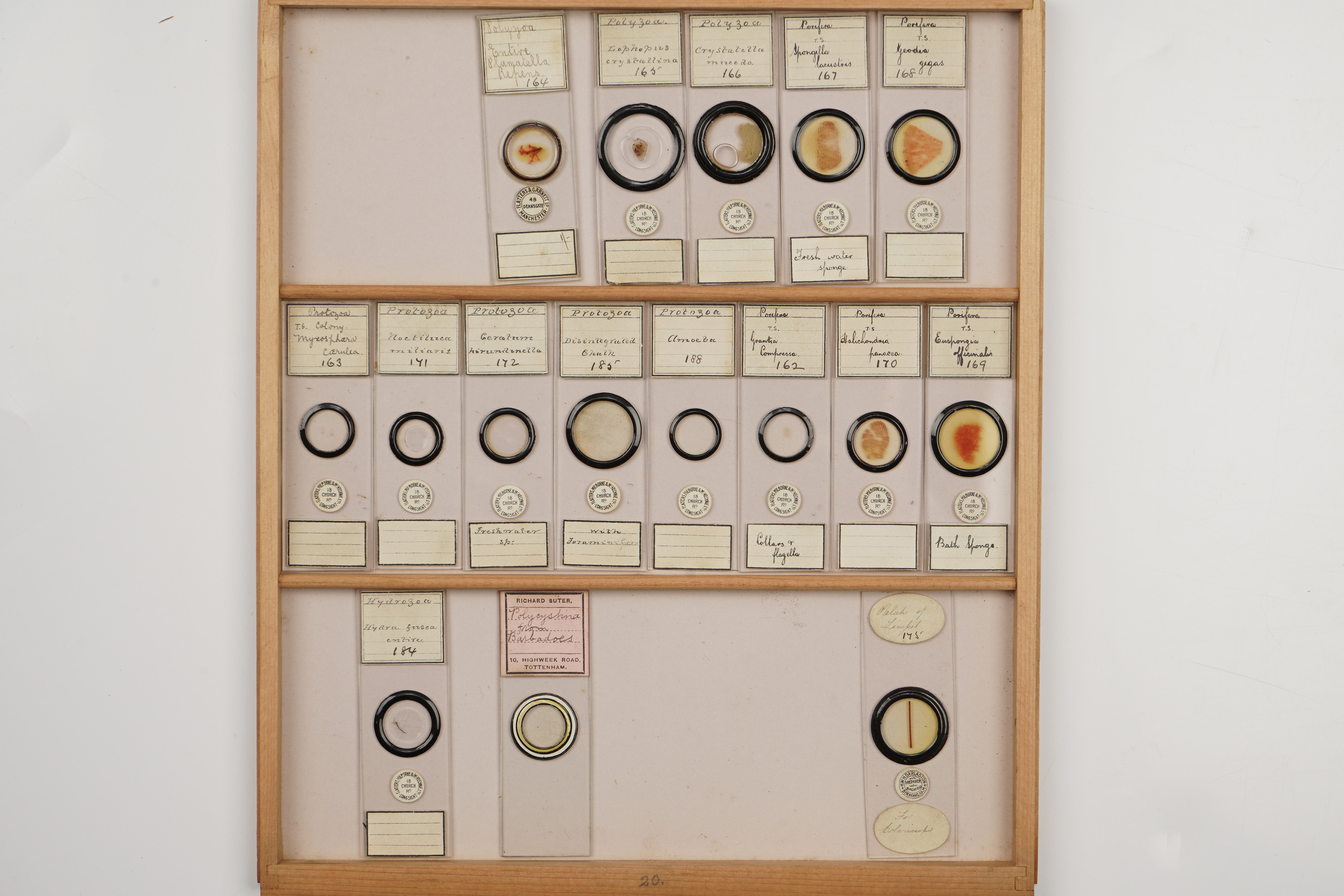 A Large Polished Pine Cabinet of Microscope Slides, - Image 3 of 19