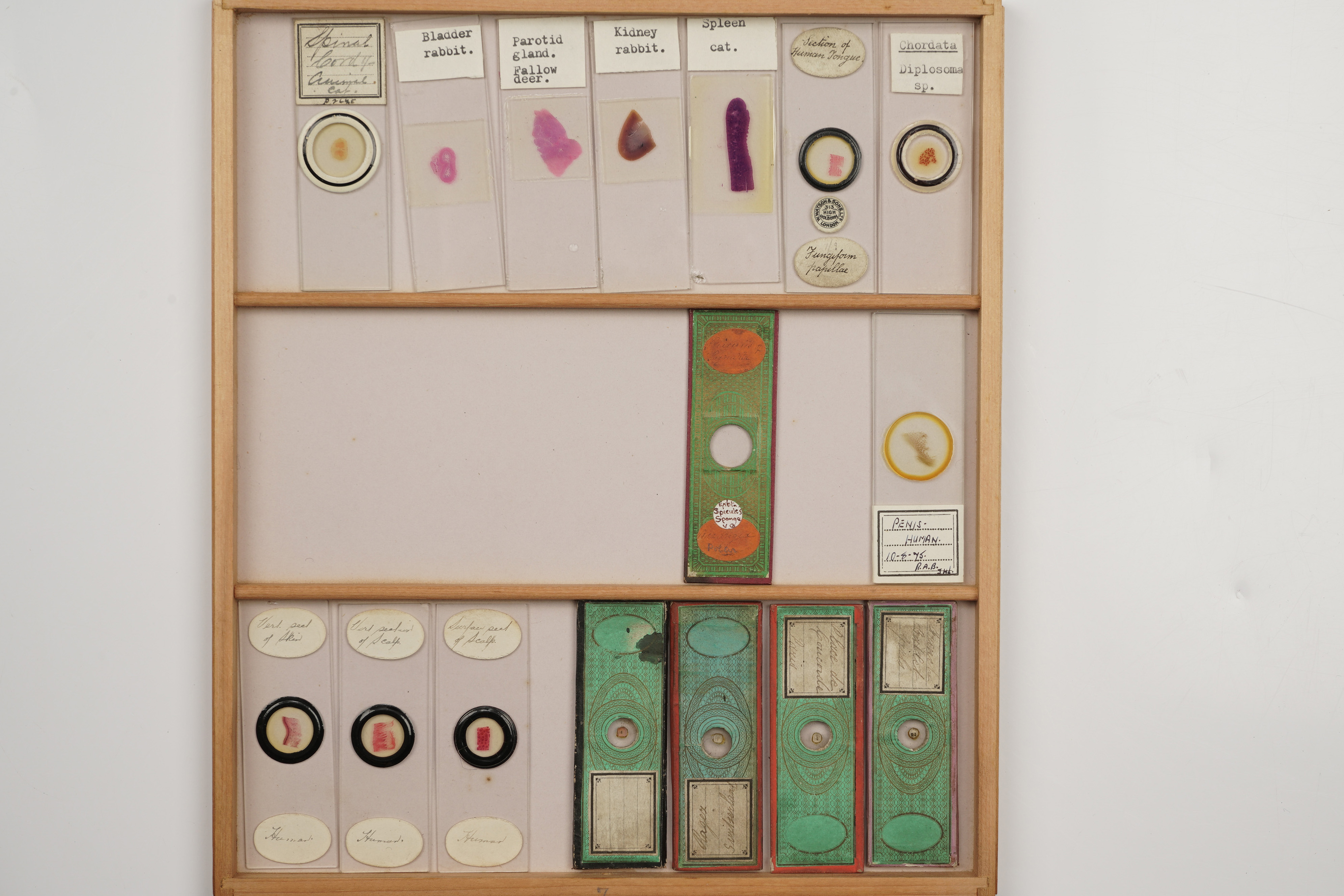 A Large Polished Pine Cabinet of Microscope Slides, - Image 15 of 19
