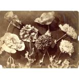 CHARLES AUBREY (1811-1877) A Large Albumen Print of Flowers,