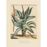 Botany.- Commelin (Caspar) Horti medici Amstelaedamensis plantae rariores et exoticae, first …