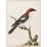 Birds.- Bolton (James, English naturalist, botanist, mycologist, and illustrator, circa 1740-1799) …