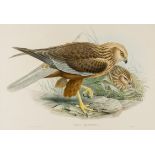 Birds.- Gould (John and H.C. Richter & J. Wolf) Six plates from 'The Birds of Great Britain', …