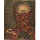 Gautier d'Agoty (Jacques-Fabien, 1716-1785) Muscles of the head, neck and shoulders, mezzotint …