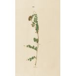 Grasses.- Sinclair (George) Hortus Gramineus Woburnensis..., folio, 1816.