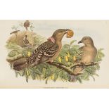 Birds.- Gould (John) The Birds of New Guinea and the Adjacent Papuan Islands..., vol.1, 2, & 5 …