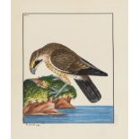Birds.- Lewin (William) 89 original drawings for Lewin's 'The Birds of Great Britain, with their …