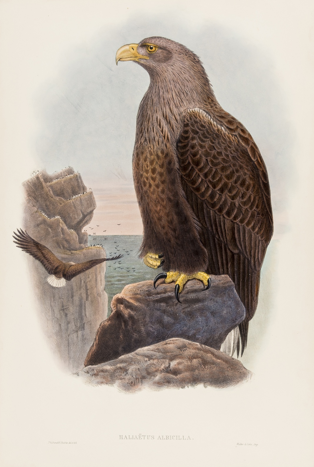 Birds.- Gould (John) Haliaetus Albicilla (White-tailed eagle), lithograph, [1862-1873].