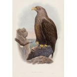 Birds.- Gould (John) Haliaetus Albicilla (White-tailed eagle), lithograph, [1862-1873].