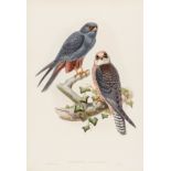 Birds.- Gould (John) and H.C. Richter & J. Wolf. Erythropus Vespertinus (Orange-Legged Hobby); …