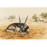 India.- Greenwood (Timothy) Blackbuck resting at midday, Rajastan, India, watercolour, 1983.