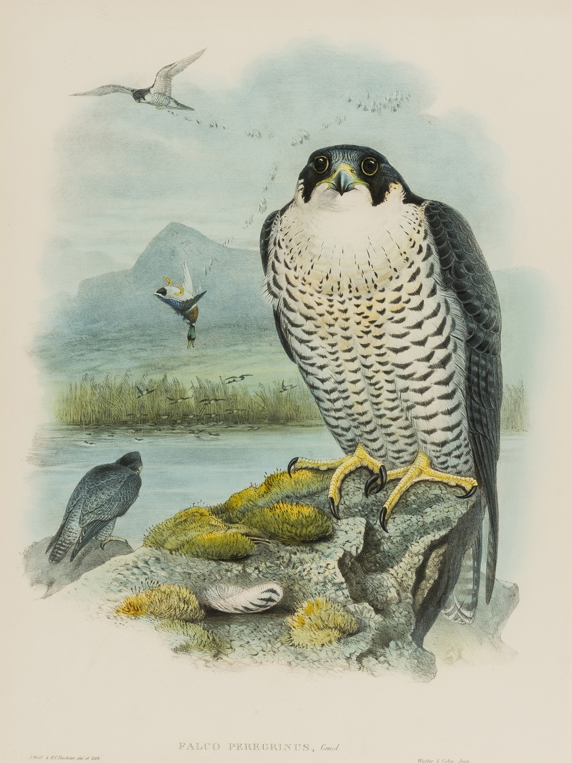 Birds.- Gould (John) and H.C. Richter & J. Wolf. Falco Peregrinus (Peregrine Falcon), lithograph, …