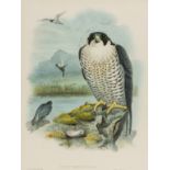 Birds.- Gould (John) and H.C. Richter & J. Wolf. Falco Peregrinus (Peregrine Falcon), lithograph, …