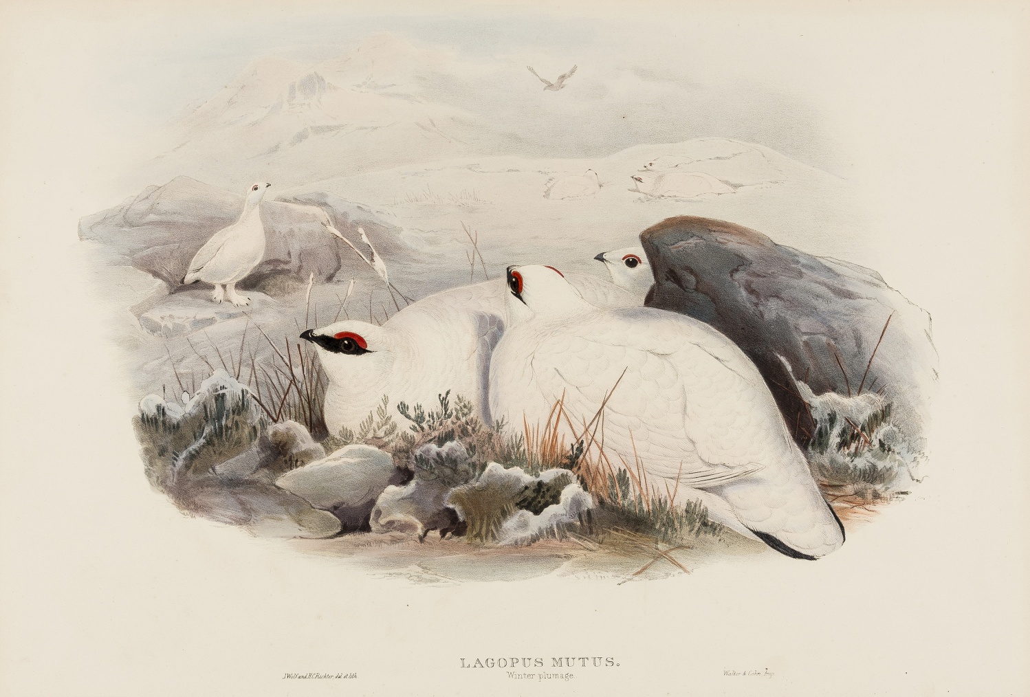 Birds.- Gould (John) and H.C. Richter & J. Wolf. Lagopus Mutus (Rock ptarmigan), lithograph, …