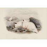 Birds.- Gould (John) and H.C. Richter & J. Wolf. Lagopus Mutus (Rock ptarmigan), lithograph, …