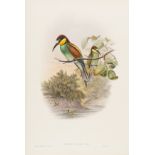 Birds.- Gould (John) and H.C. Richter & J. Wolf. Merops Apiaster (European bee-eater), lithograph, …