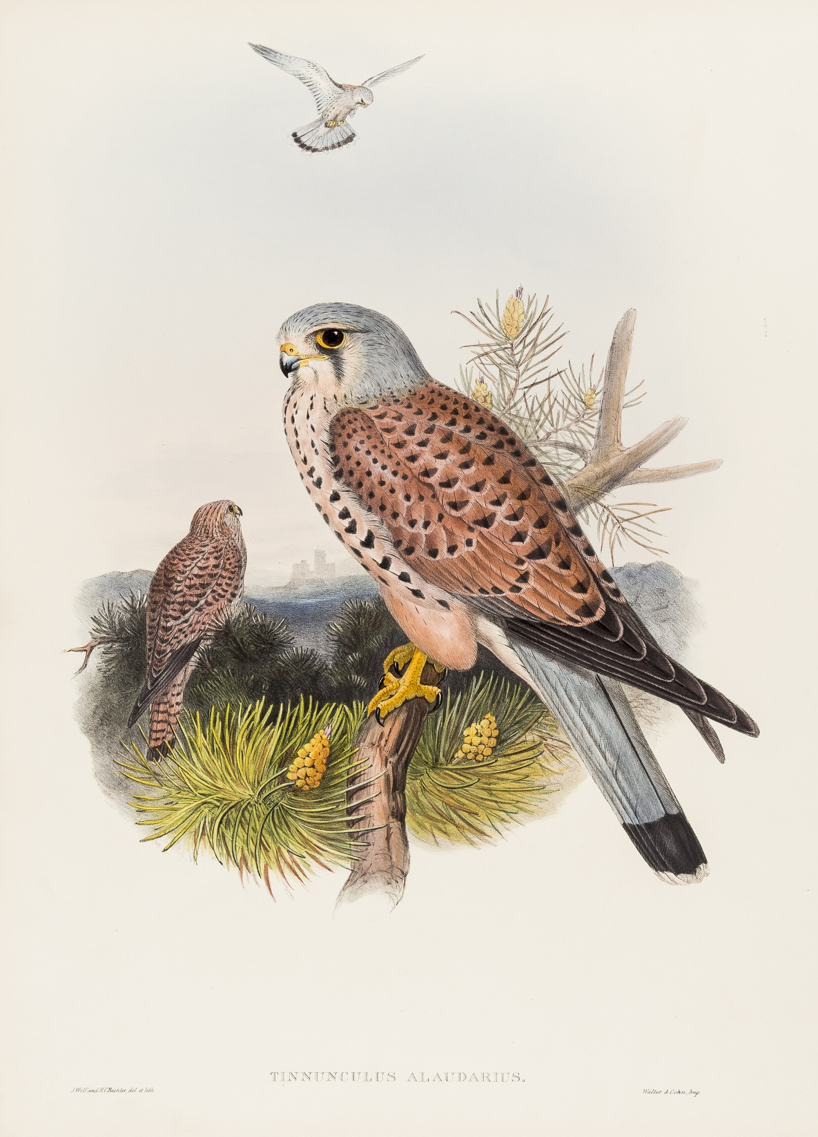 Birds.- Gould (John) and H.C. Richter & J. Wolf. Tinnunculus Alaudarius (Kestrel); Cuculus Canorus …