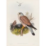 Birds.- Gould (John) and H.C. Richter & J. Wolf. Tinnunculus Alaudarius (Kestrel); Cuculus Canorus …