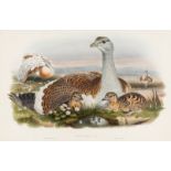 Birds.- Gould (John) and H.C. Richter & J. Wolf. Otis Tarda (Great bustard), lithograph, [1862-1873]