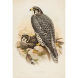 Birds.- Gould (John) and H.C. Richter & J. Wolf. Falco Gyrfalco (Norwegian Falcon), lithograph, …