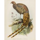 Birds.- Elliot (Daniel Giraud) Phasianus Soemmerringi (Soemmerring's Pheasant); Phasianus …