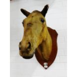 Early 20th century taxidermy horses head on an oak shield mount with a London silver plaque to