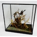 Taxidermy group of male and female Chaffinch in a glazed showcase, size overall 53 x 53cm