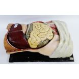 A.Pichlers Witwe and Sohn anatomical painted plaster study aid, with detachable organs to include