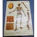 W & A.K. Johnston's Series of Anatomy Charts, Skeleton (Plate I), originally prepared by the late