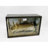 Taxidermy long-tooth hare in a glazed showcase, size overall 42 x 27cm