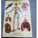 W & A.K. Johnston's Series of Anatomy Charts, Lungs & Veins (Plate III), originally prepared by