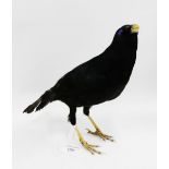 Taxidermy of a blue / blackbird, 33cm long