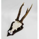 Skull and Antlers wall plaque, 34cm long