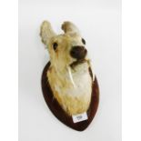 Musk Deer Head on a wall plaque