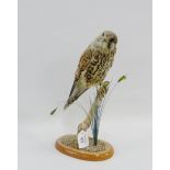 Taxidermy Kestrel, modelled perched upon a branch, size overall 32cm high