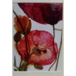 Carol Taylor 'Corn Poppy 4' Colour photograph, signed in pencil, numbered 43/275, entitled and dated